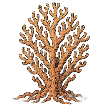 Coral left